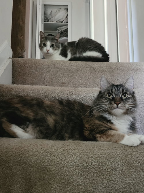 Photo 4 of Edward & Eleanor *BONDED*