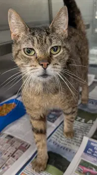 Itzy - Domestic Short Hair
