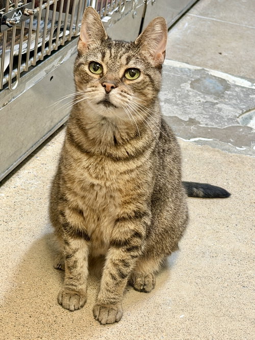 Itzy, a Domestic Short Hair (short coat) cat for adoption in Herndon, VA, photo 1 of 4