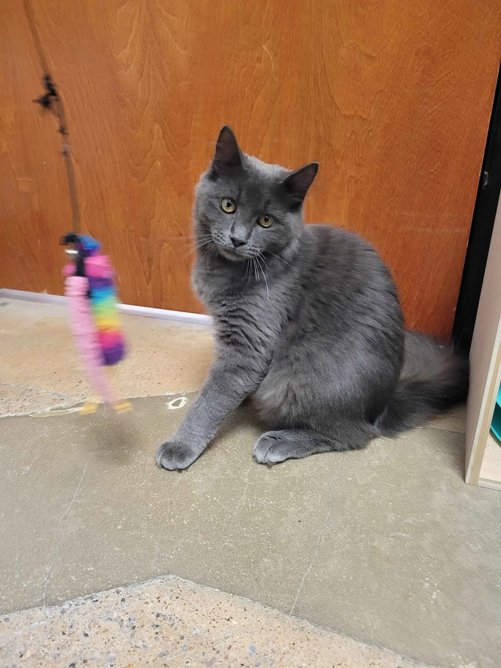 Cody - Domestic Short Hair