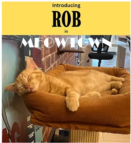 Rob - Domestic Short Hair