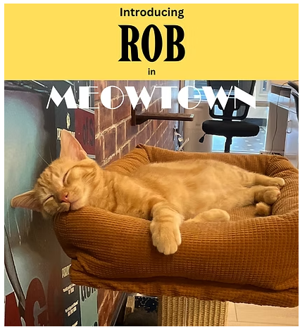 Rob, a cat for adoption from Fancy Cats Rescue Team