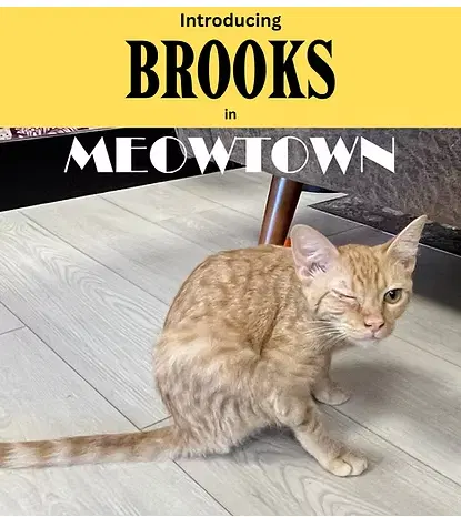 Brooks - Domestic Short Hair