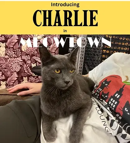 Charlie - Domestic Short Hair