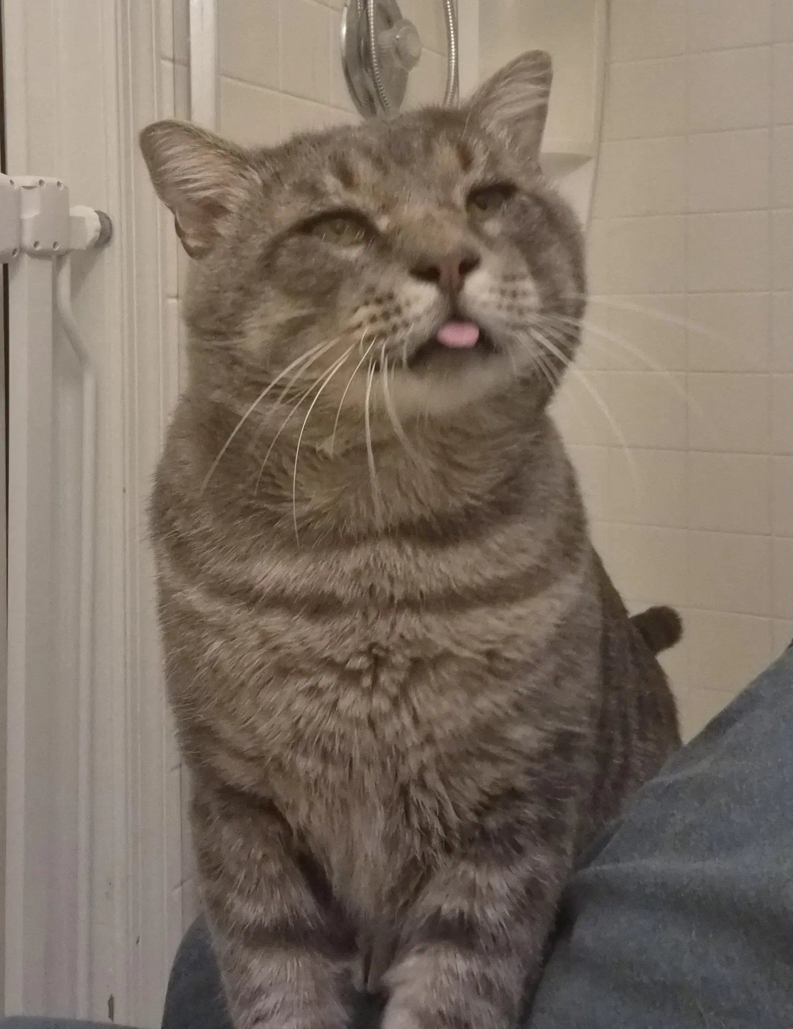 Hermes - Domestic Short Hair
