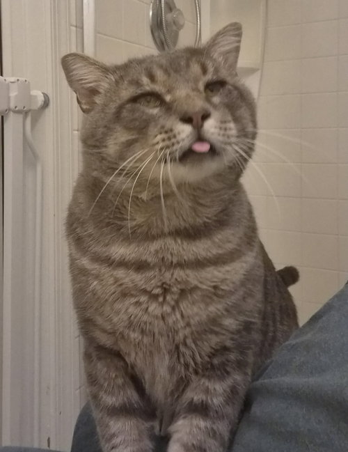 Hermes, a cat for adoption from Fancy Cats Rescue Team
