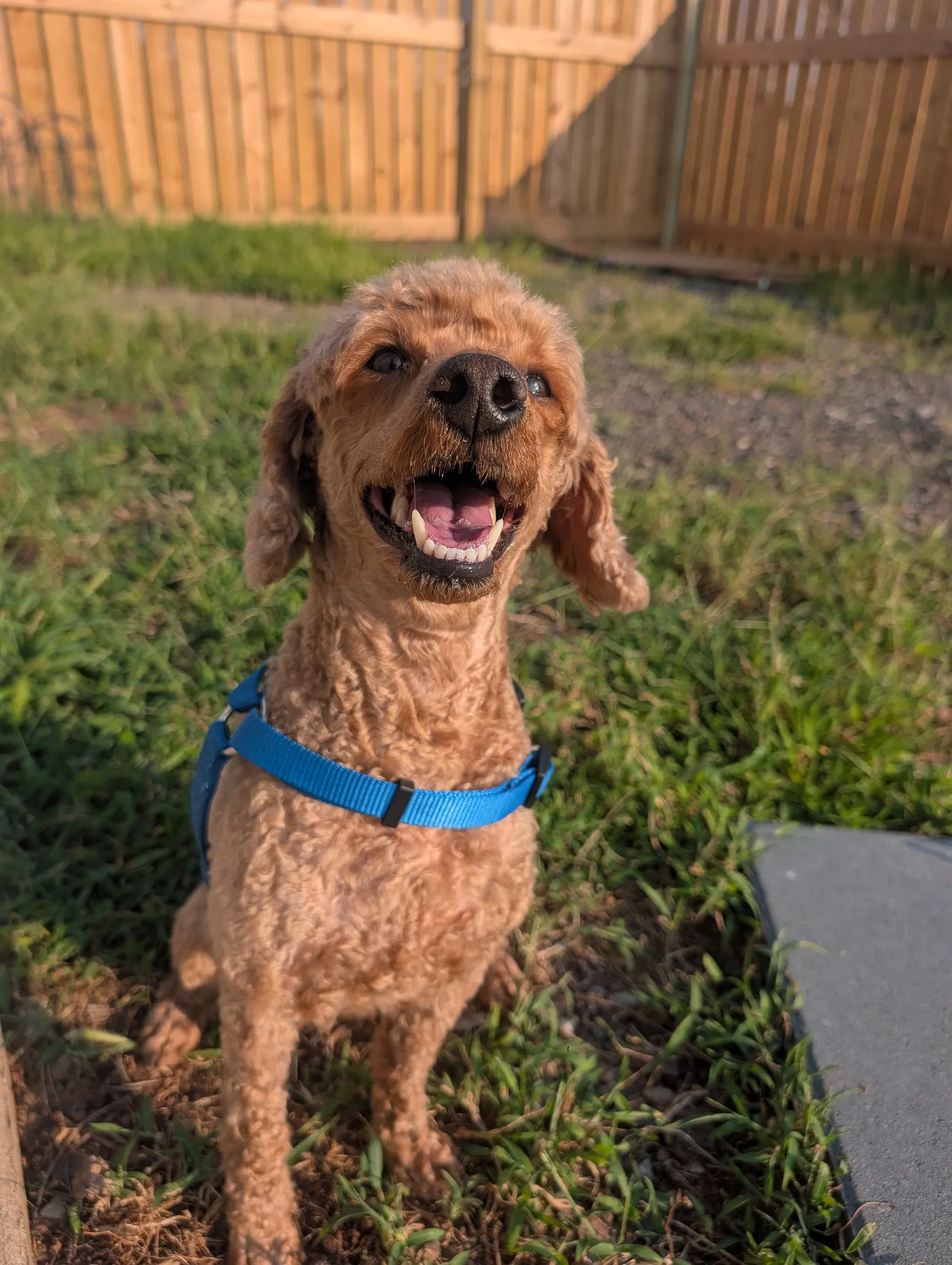 Pete - Poodle (unknown type)