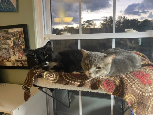 Pico & Nano *BONDED*, a Domestic Medium Hair (medium coat) cat for adoption in Herndon, VA, photo 1 of 3