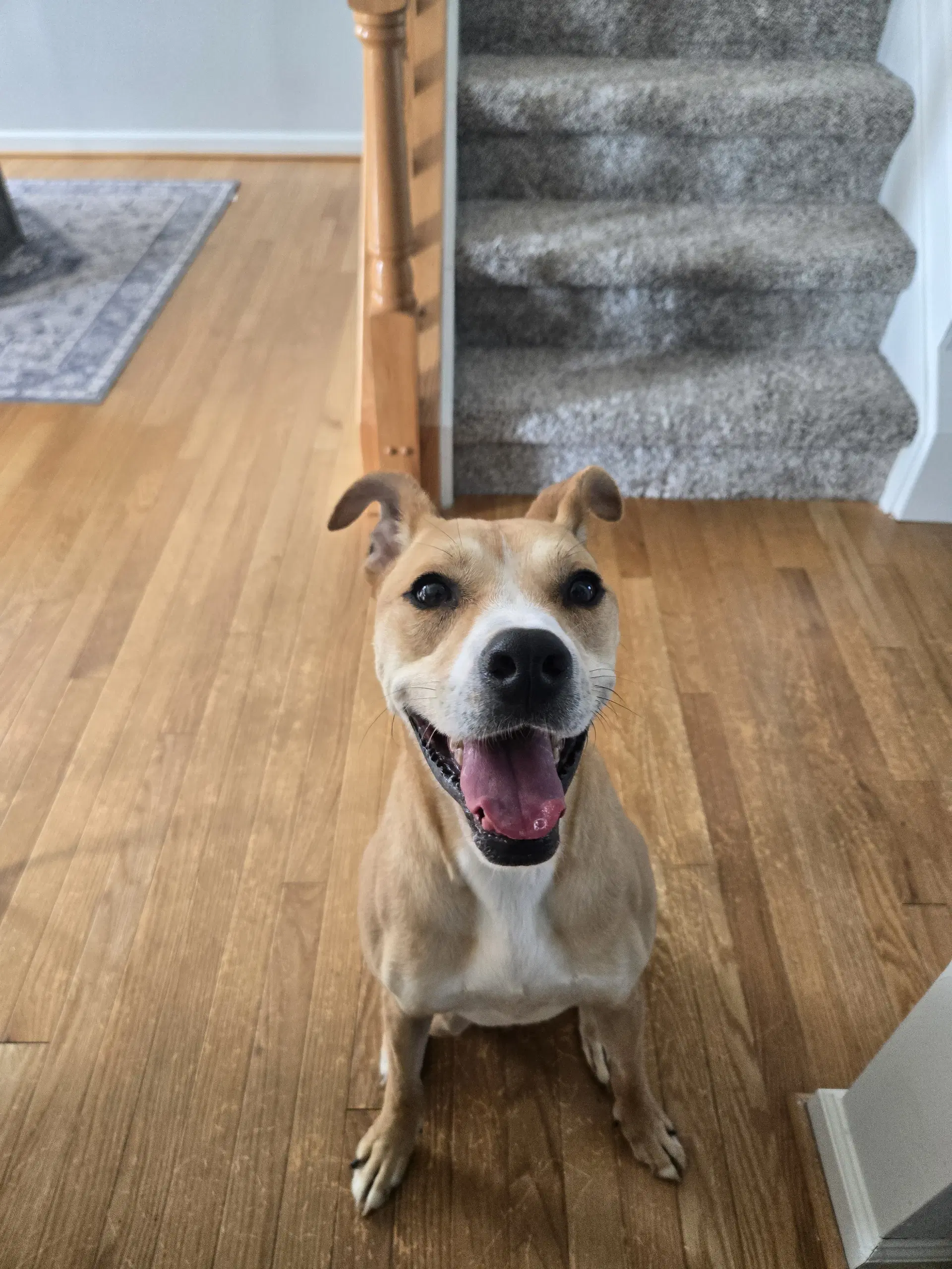 Luca - Terrier