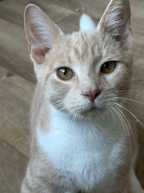 Jasper, a cat for adoption from Fancy Cats Rescue Team