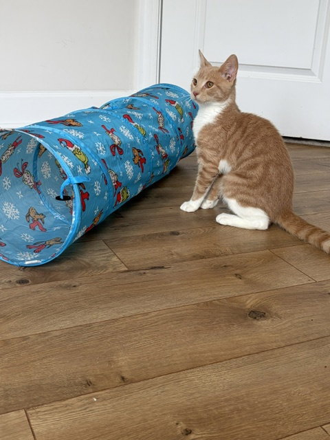 Photo 3 of Jasper
