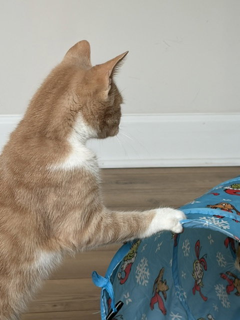 Photo 4 of Jasper