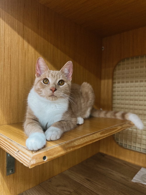 Jasper, a Domestic Short Hair (short coat) cat for adoption in Herndon, VA, photo 1 of 4
