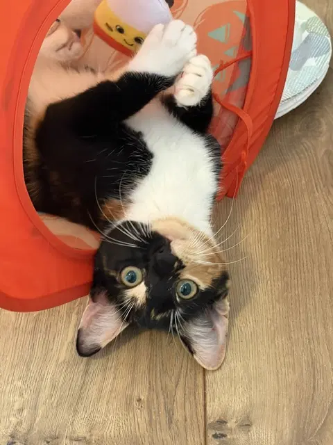 Amber - Domestic Short Hair