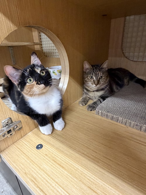 Amber & Beryl *BONDED*, a Domestic Short Hair (short coat) cat for adoption in Herndon, VA, photo 1 of 4