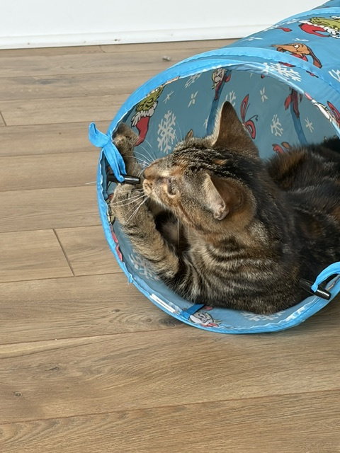 Beryl, a cat for adoption from Fancy Cats Rescue Team
