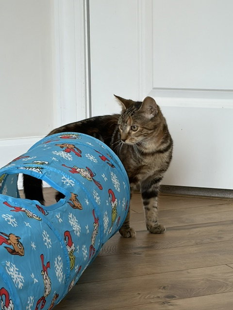 Photo 3 of Beryl