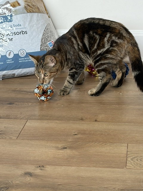 Photo 4 of Beryl