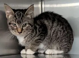 Moira - Domestic Short Hair