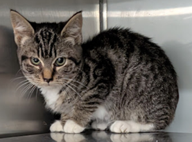 Moira, a cat for adoption from Fancy Cats Rescue Team