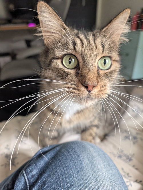 Sol, a Domestic Short Hair (short coat) cat for adoption in Herndon, VA, photo 1 of 4