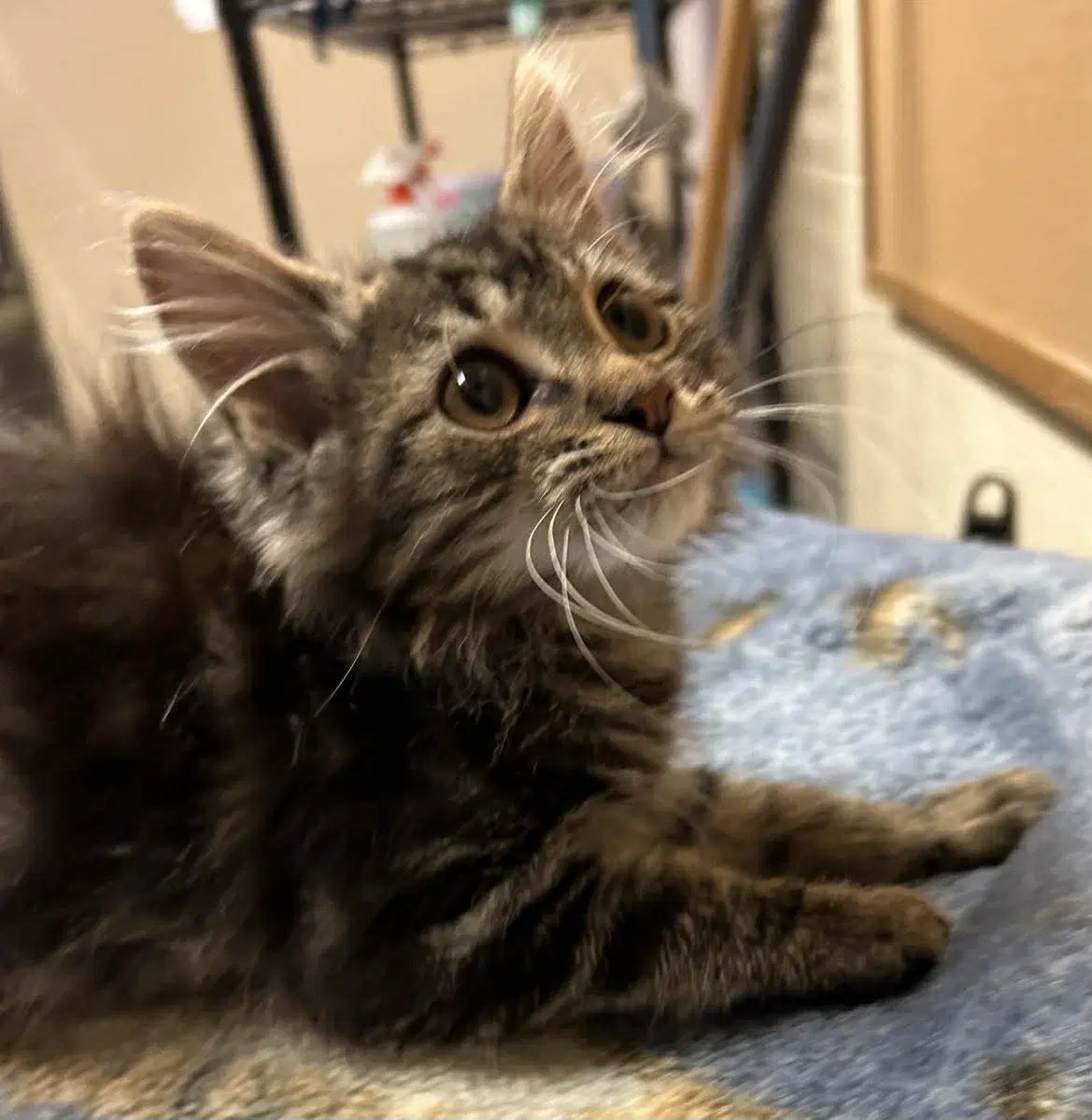 Jiggy - Maine Coon