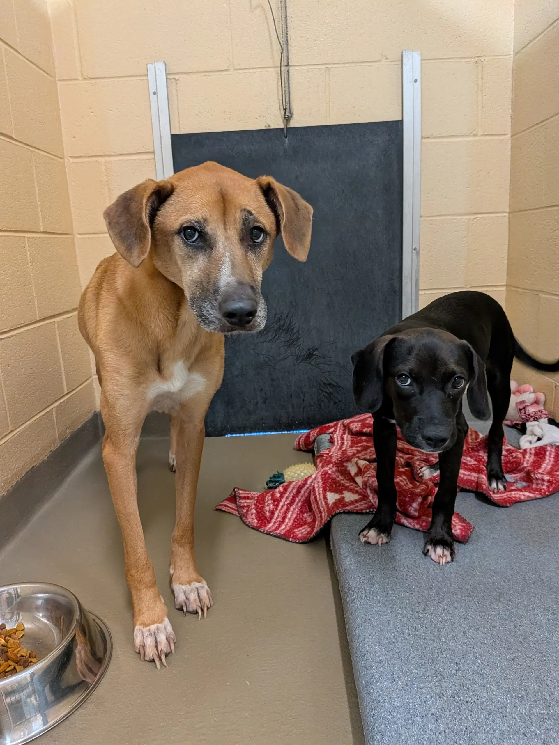 Clementine  Hazelnut - Bonded - Labrador Retriever