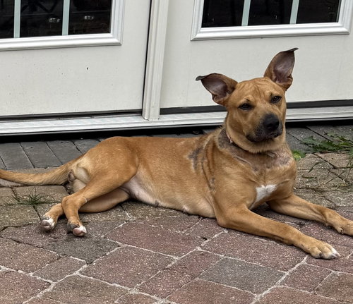 Sierra, a Labrador Retriever / Mixed (short coat) dog for adoption in Herndon, VA, photo 1 of 4