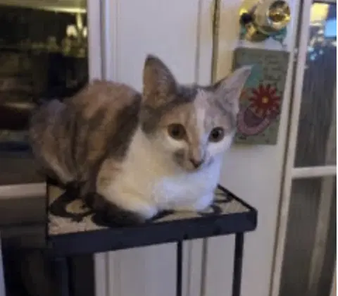 Mango - Domestic Short Hair