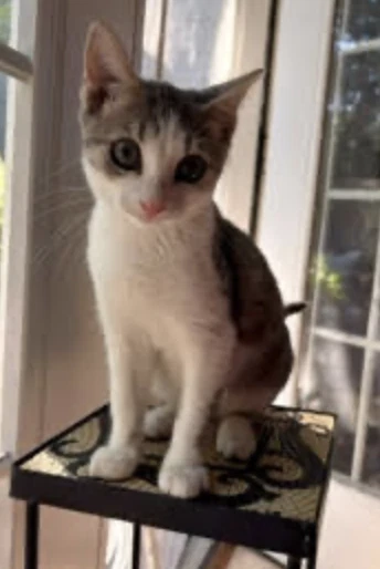 Peanut