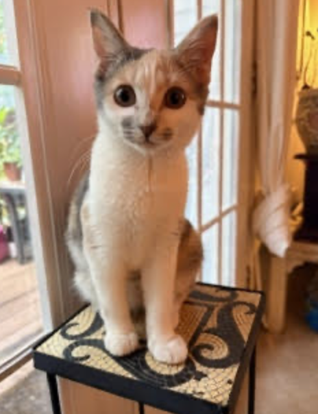 Peanut & Mango *BONDED*, a Domestic Short Hair (short coat) cat for adoption in Herndon, VA, photo 1 of 4