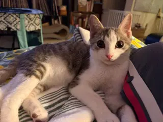 Peanut image 4