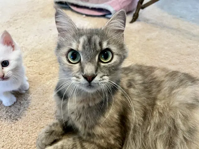 Honey - Domestic Short Hair