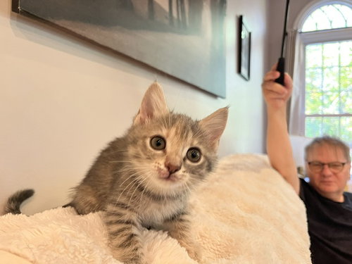 Aspen, a Domestic Short Hair (short coat) cat for adoption in Herndon, VA, photo 1 of 4