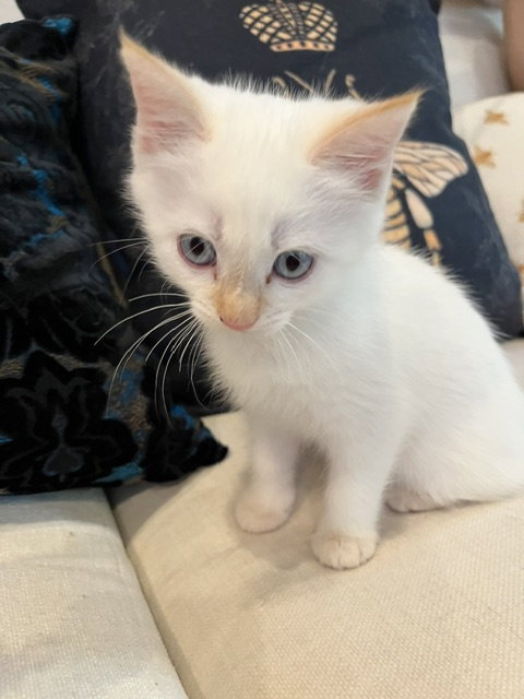 Lumi, a Domestic Short Hair (short coat) cat for adoption in Herndon, VA, photo 1 of 4