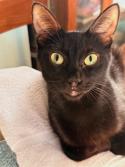 Dollywood, a cat for adoption from Fancy Cats Rescue Team