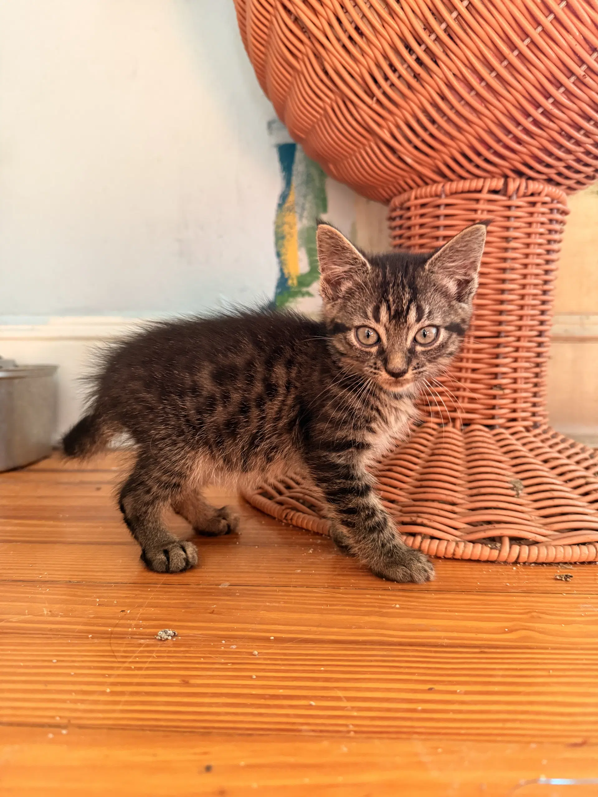 Engine Light - Domestic Short Hair