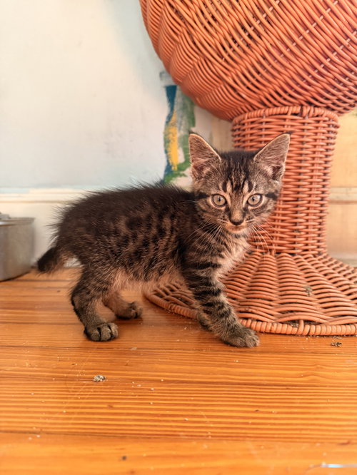 Engine Light, a cat for adoption from Fancy Cats Rescue Team