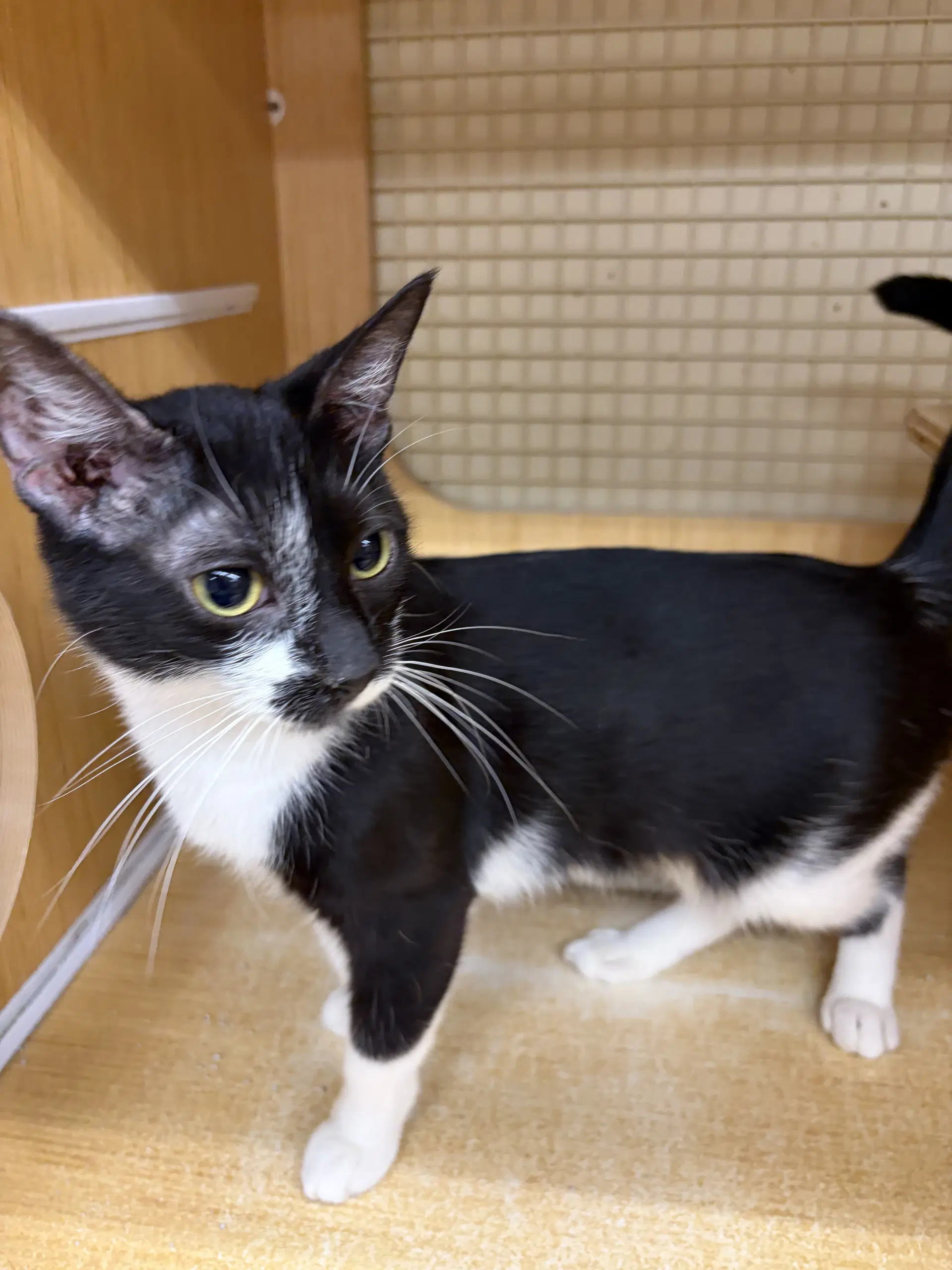 Clara - Domestic Short Hair