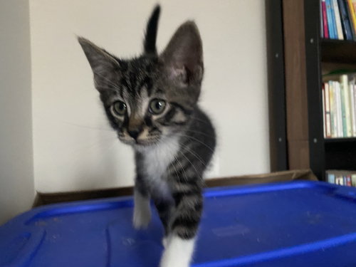 Chance, a cat for adoption from Fancy Cats Rescue Team