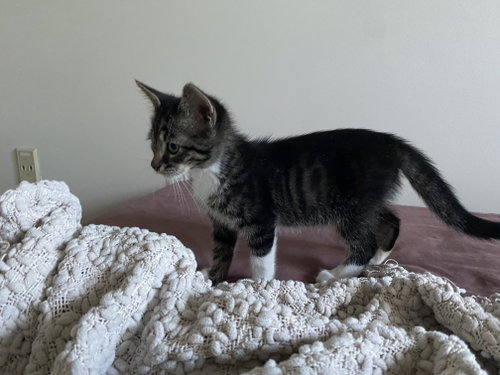 Photo 3 of Chance