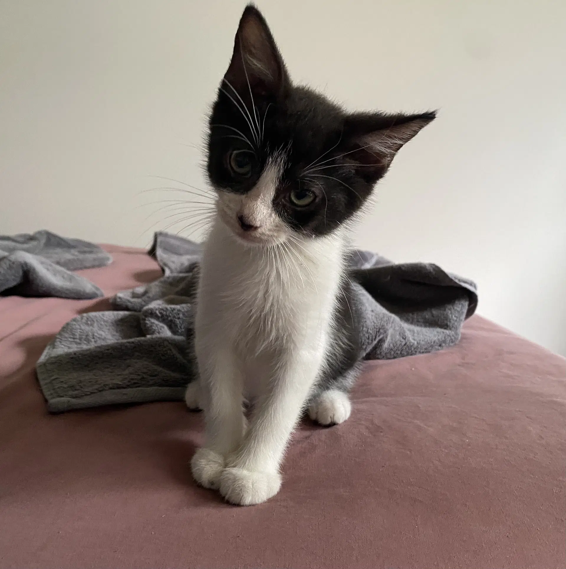 Chauncy - Domestic Short Hair