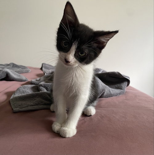 Chauncy, a cat for adoption from Fancy Cats Rescue Team