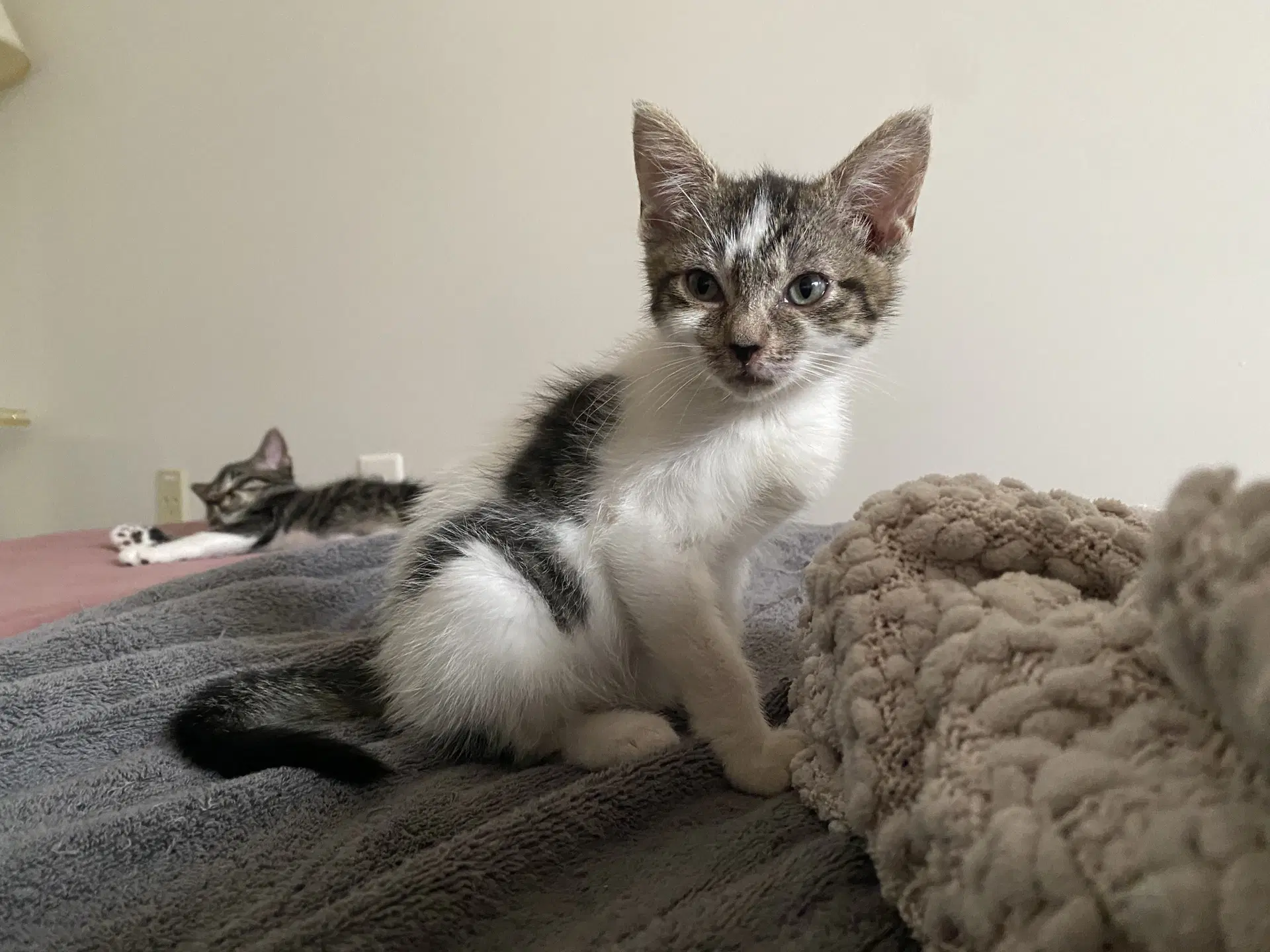 Cherish - Domestic Short Hair
