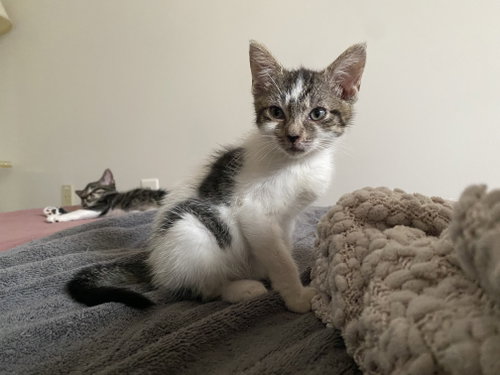 Cherish, a cat for adoption from Fancy Cats Rescue Team