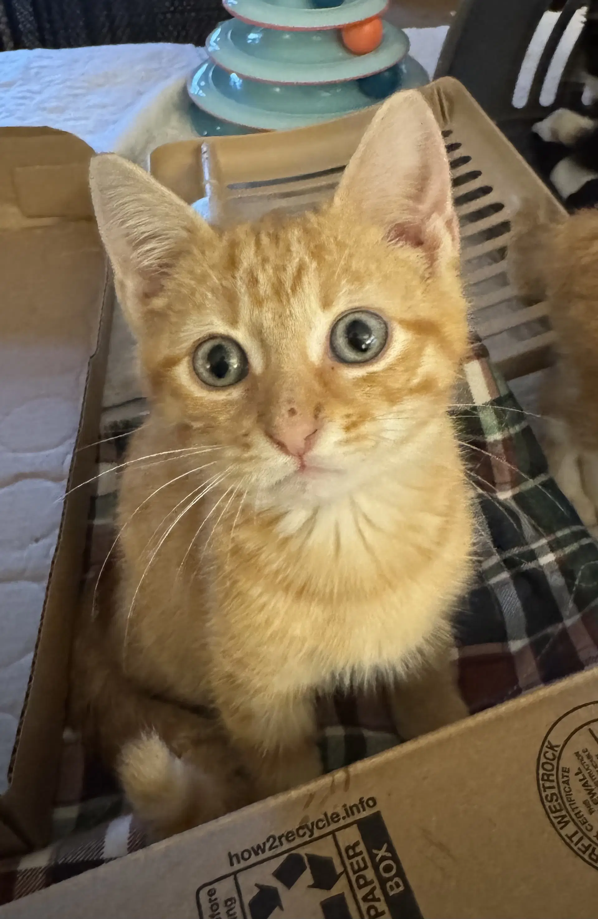 Charlie - Domestic Short Hair