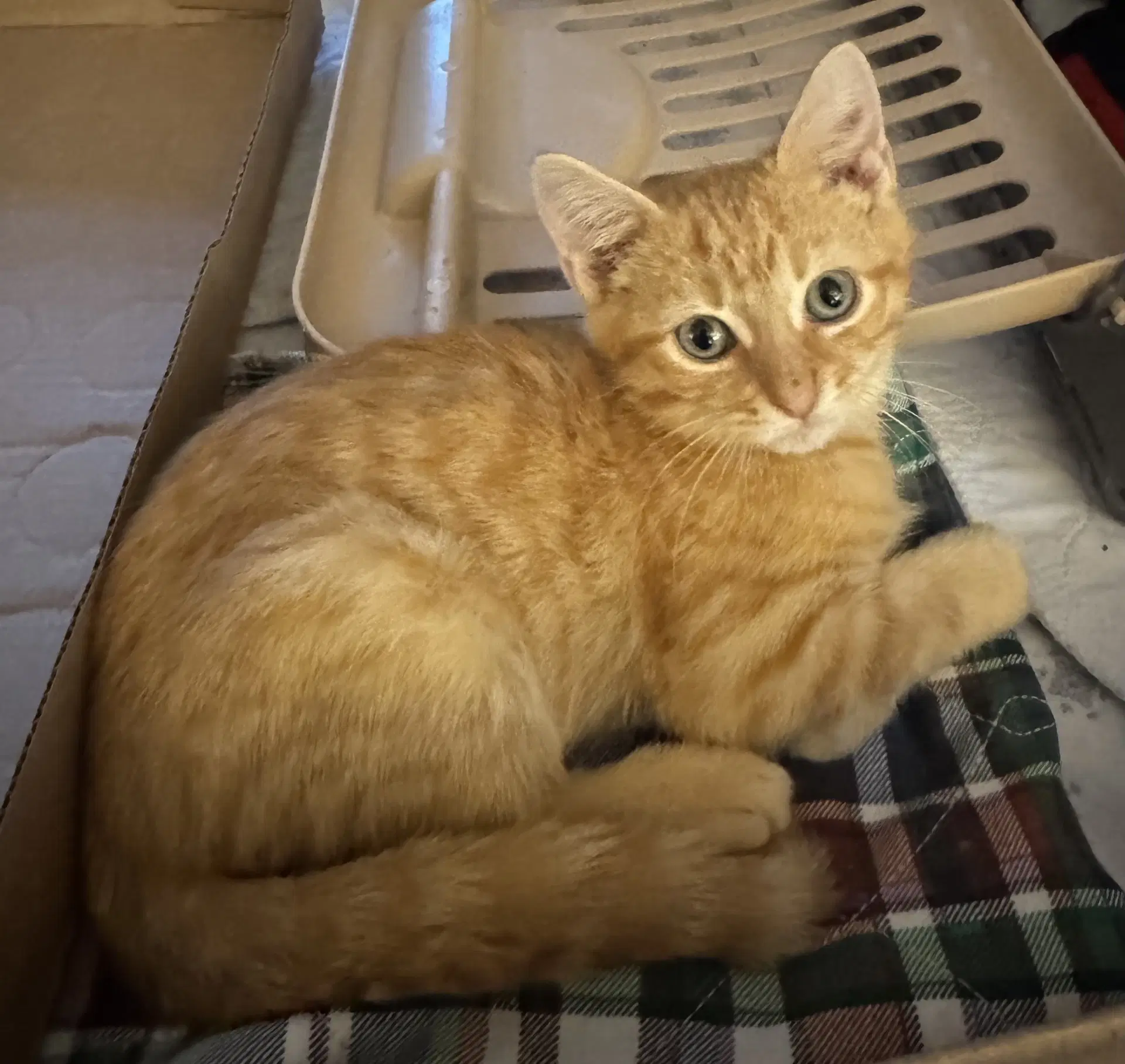 Charlie image 2