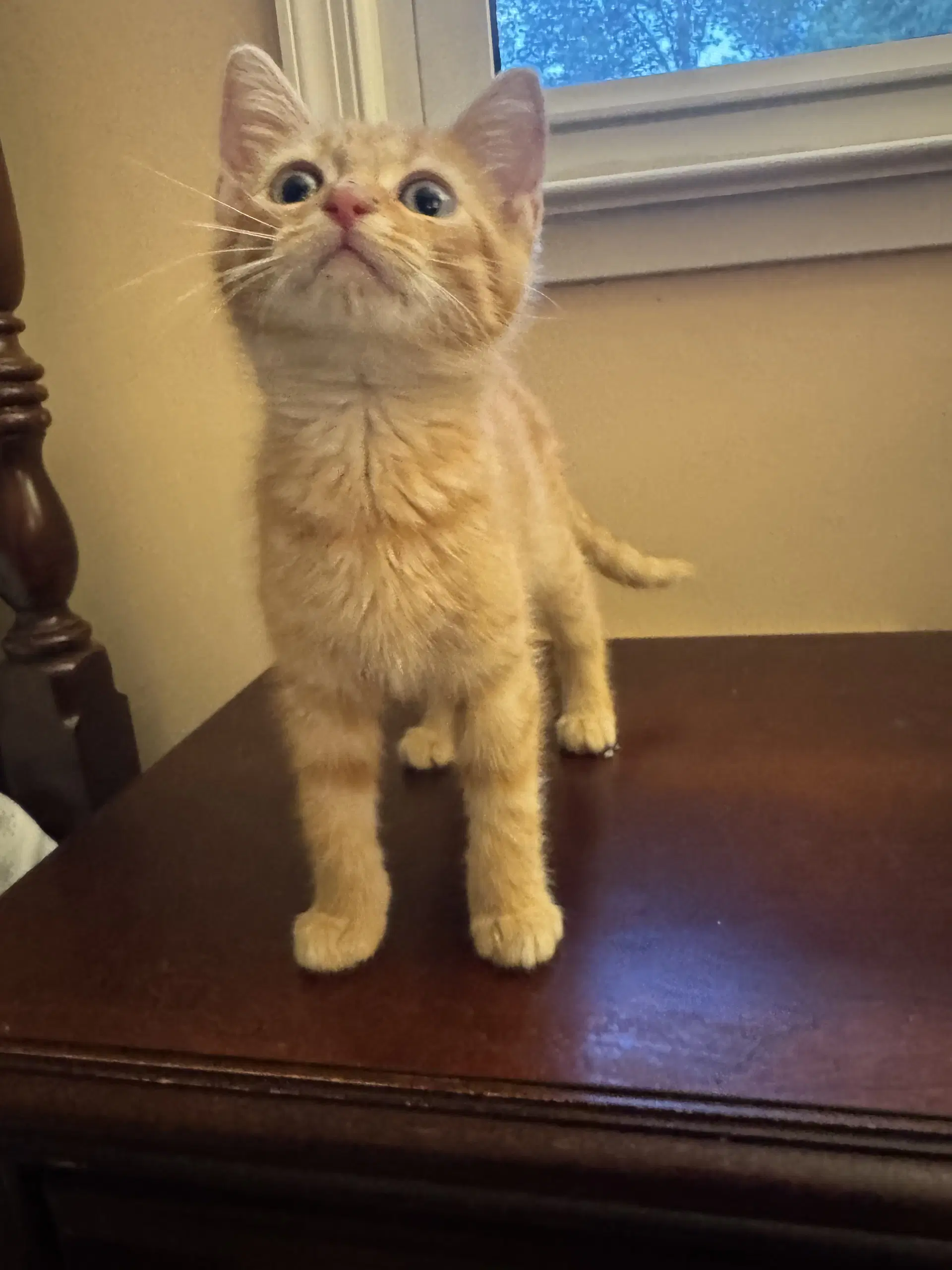 Charlie image 3
