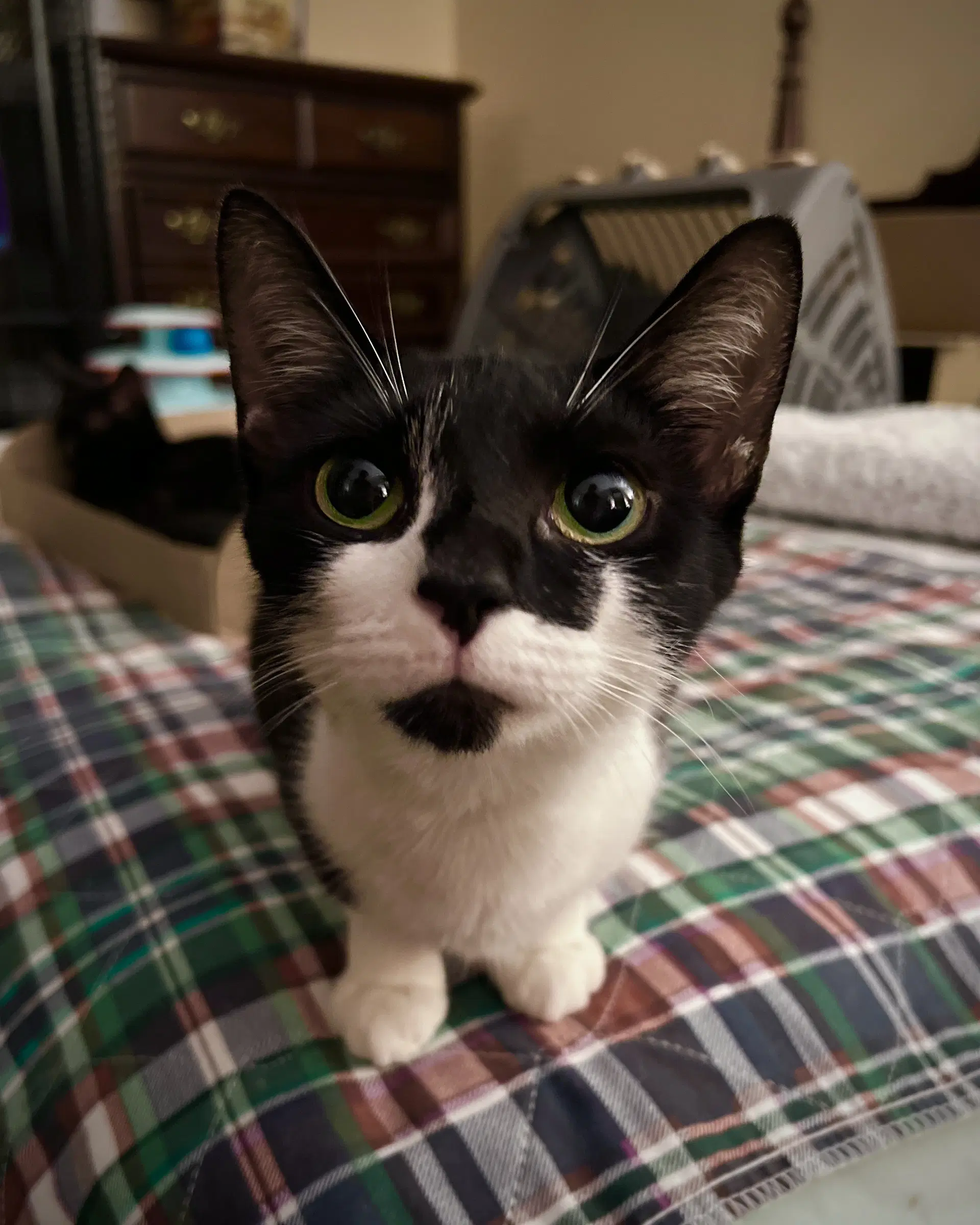 Clementine - Domestic Short Hair
