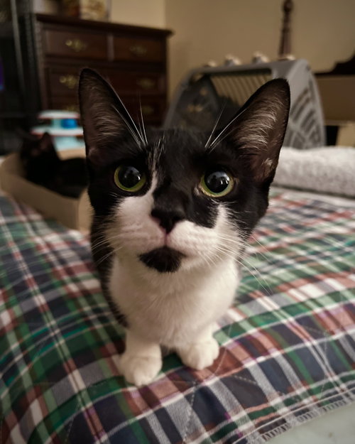 Clementine, a Domestic Short Hair (short coat) cat for adoption in Herndon, VA, photo 1 of 4